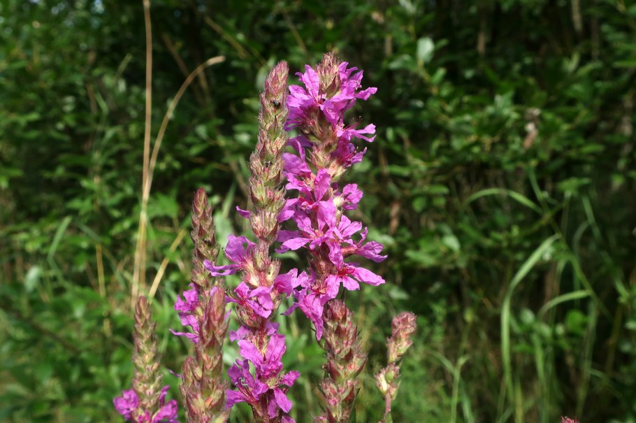 Дербенник иволистный 'Robin'