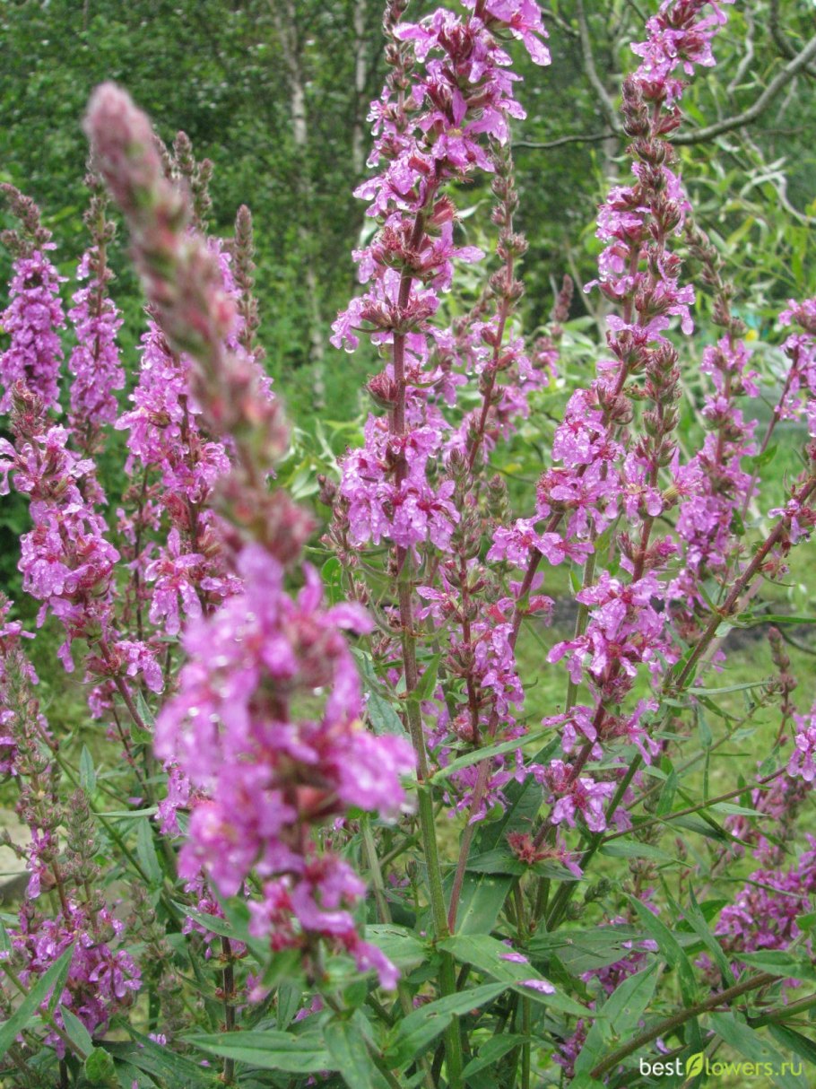 Дербенник Роберт