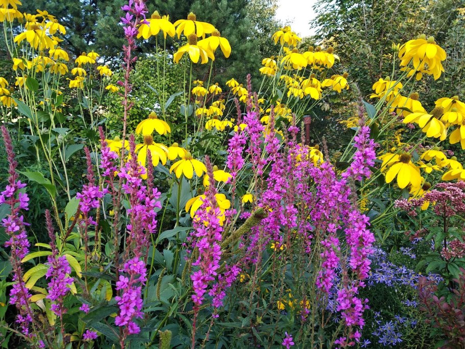 Дербенник прутовидный