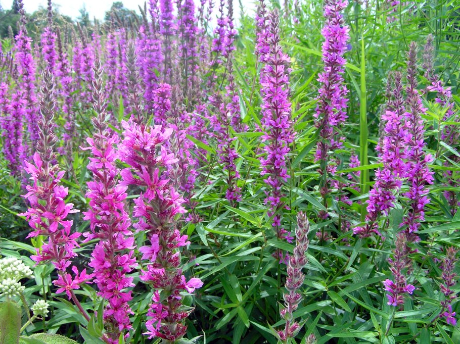 Дербенник и котовник