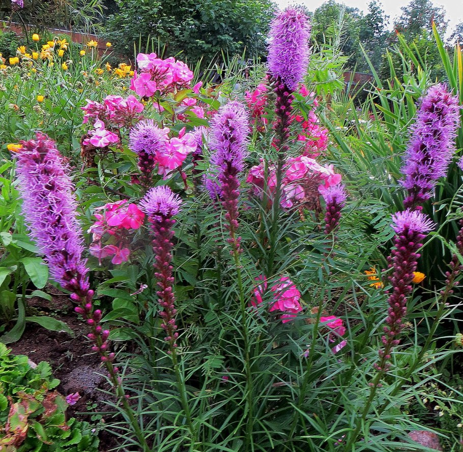 Дербенник иволистный "Feuerkerze"