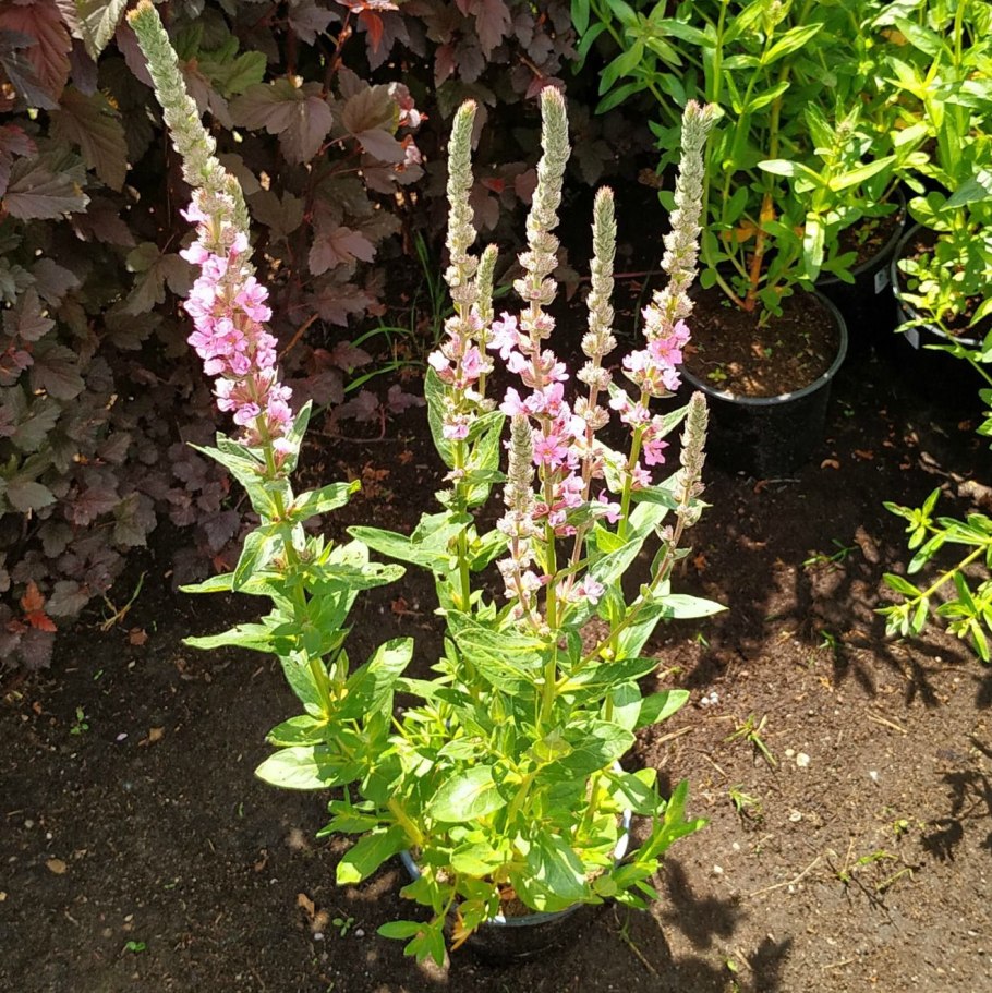 Дербенник иволистный 'Robert'