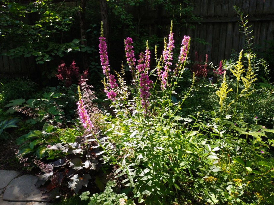 Дербенник Зигунерблют