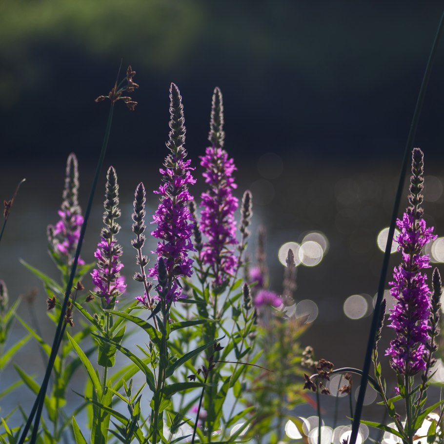 Дербенник древовидный
