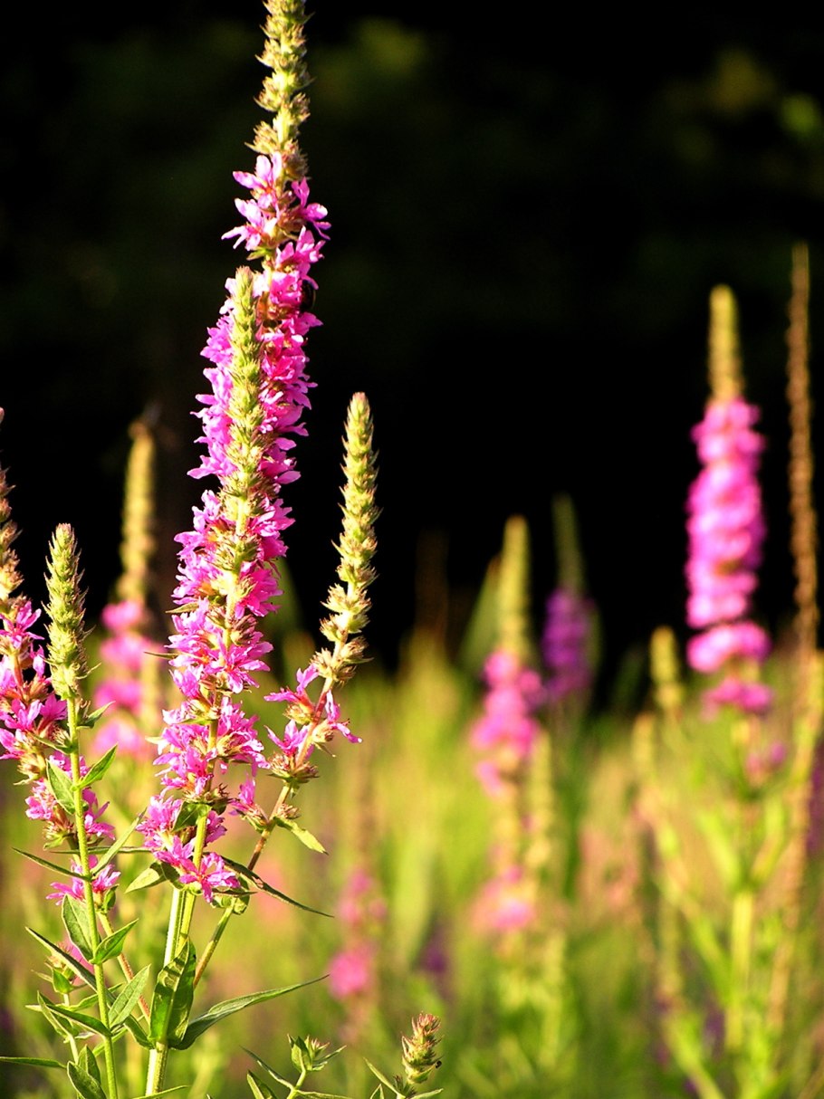 Дербе́нник трёхприцве́тниковый