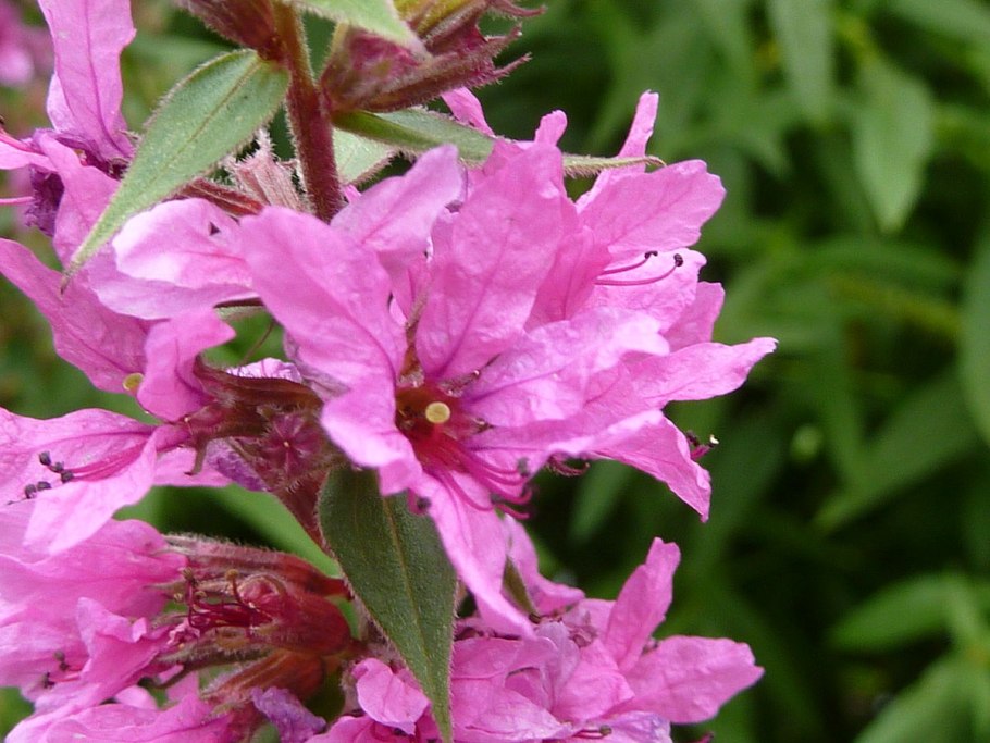 Дербенник Свирл