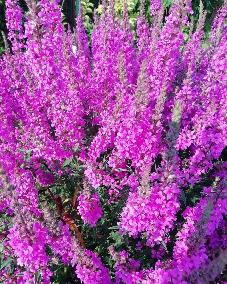 Дербенник иволистный