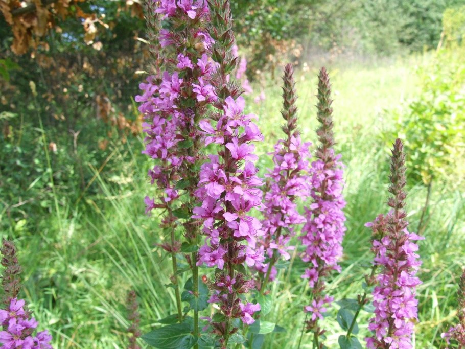 Пчела на дербеннике