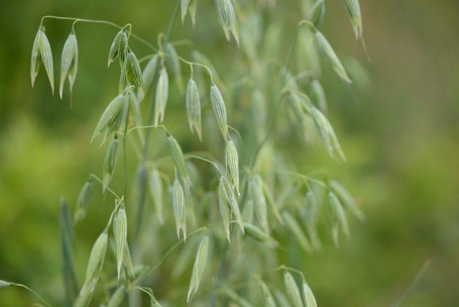 Ковыль пони Тейл