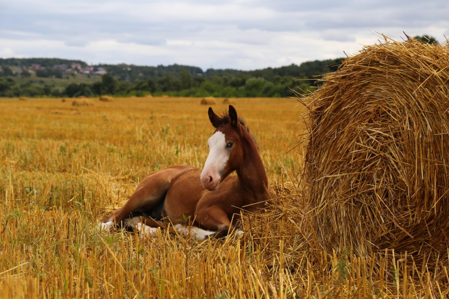 Комбикорм из ячменя