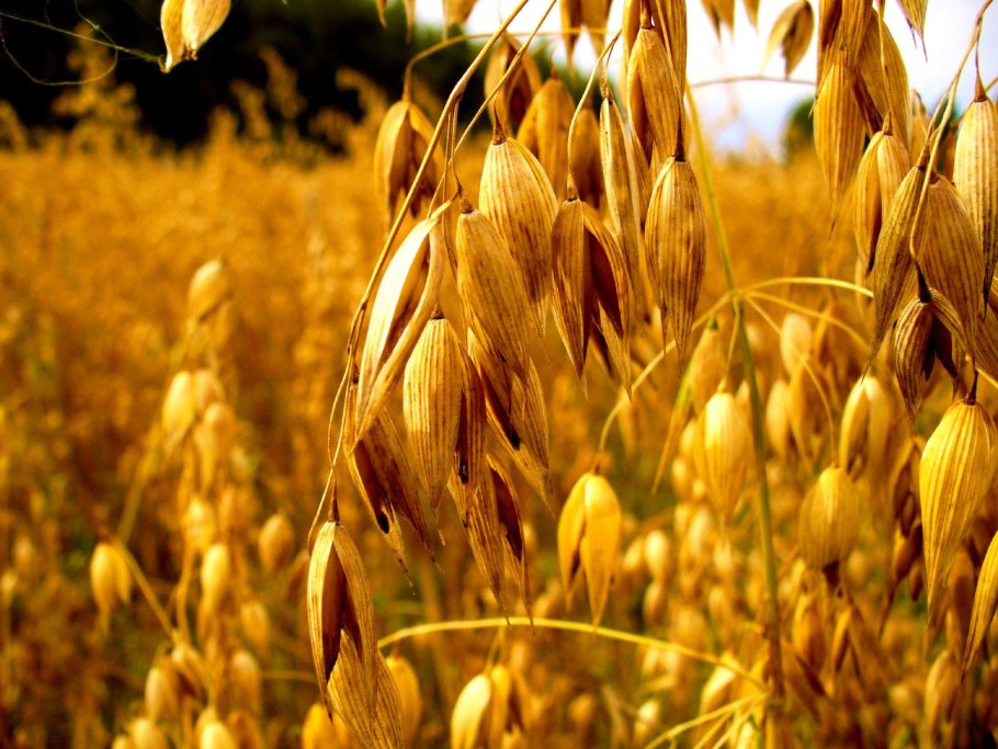 Лошадь в пшеничном поле