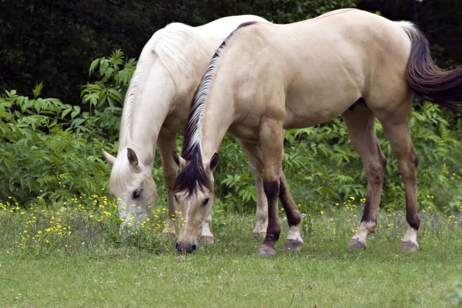 Овес в интерьере