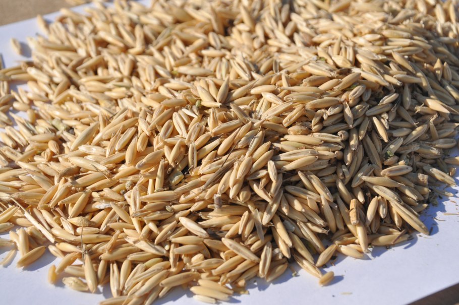 Лошадиный корм