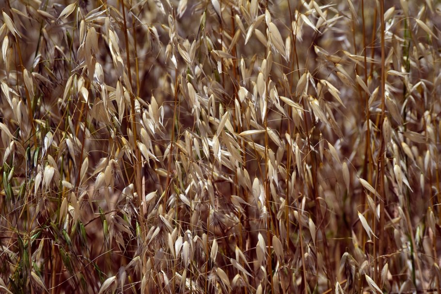 Овес для лошадей