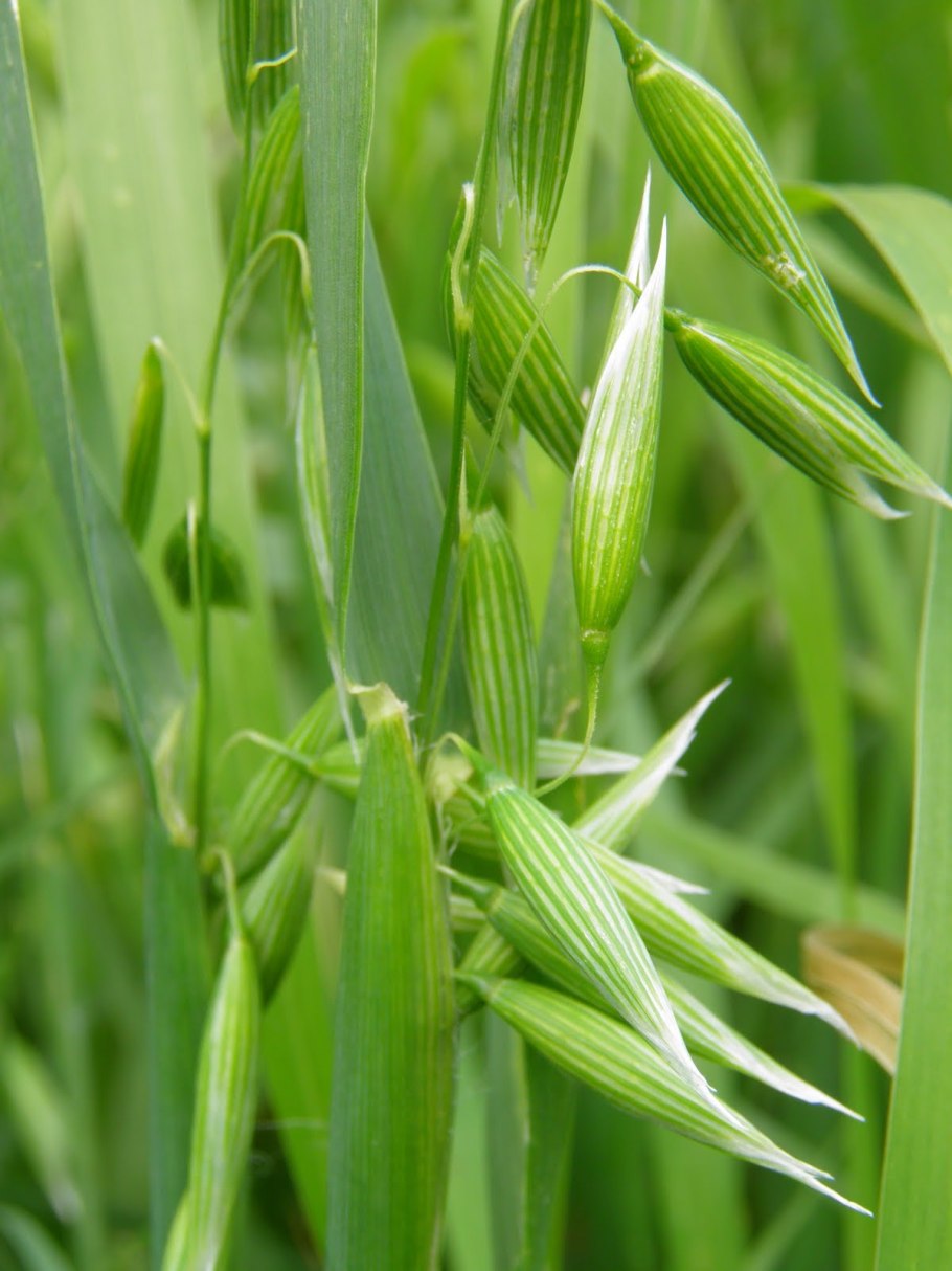 Овсянка перловка Геркулес