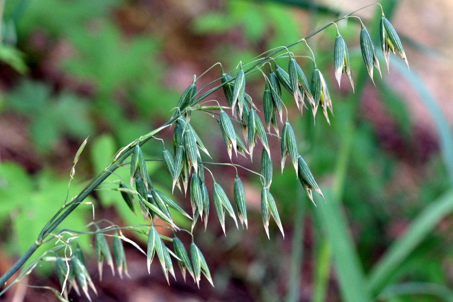 Овес в степи