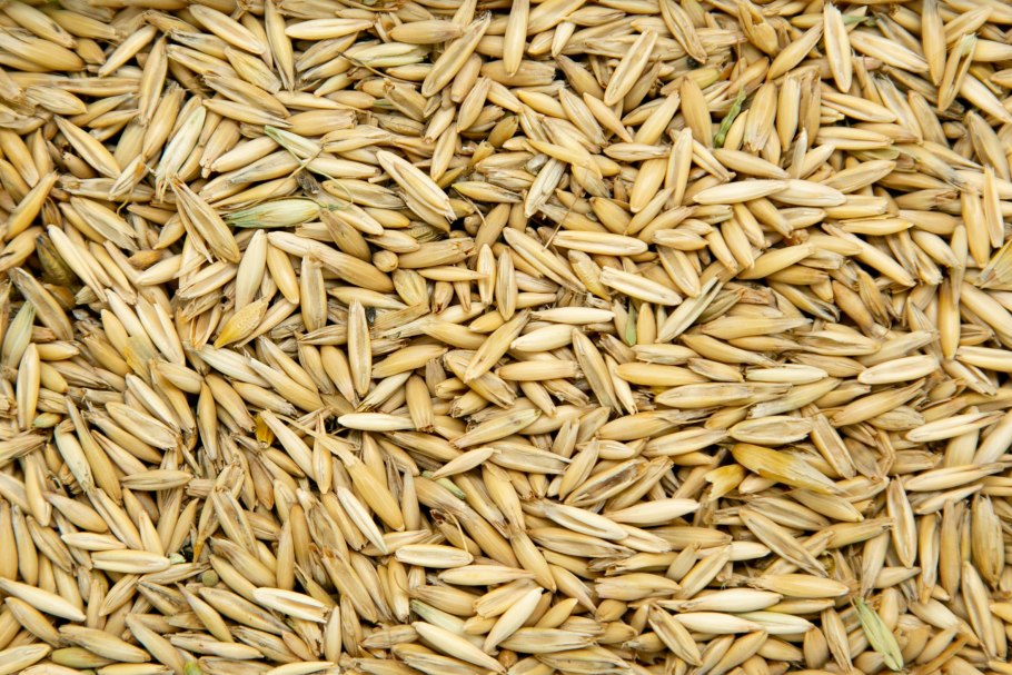 Зерновки овса Avena Sativa