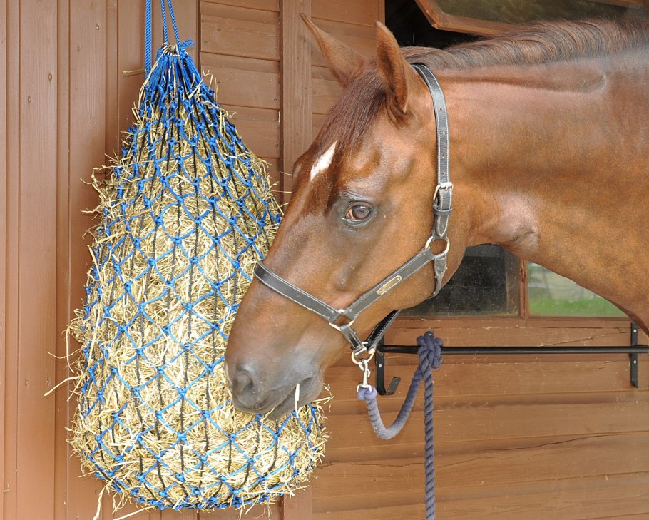 Жеребята сосуны