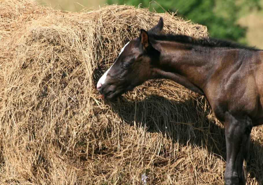 Лошадь в сене
