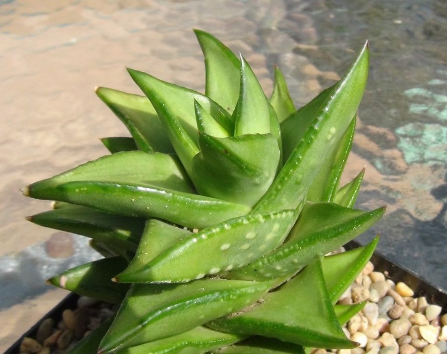 Astroloba + Haworthia