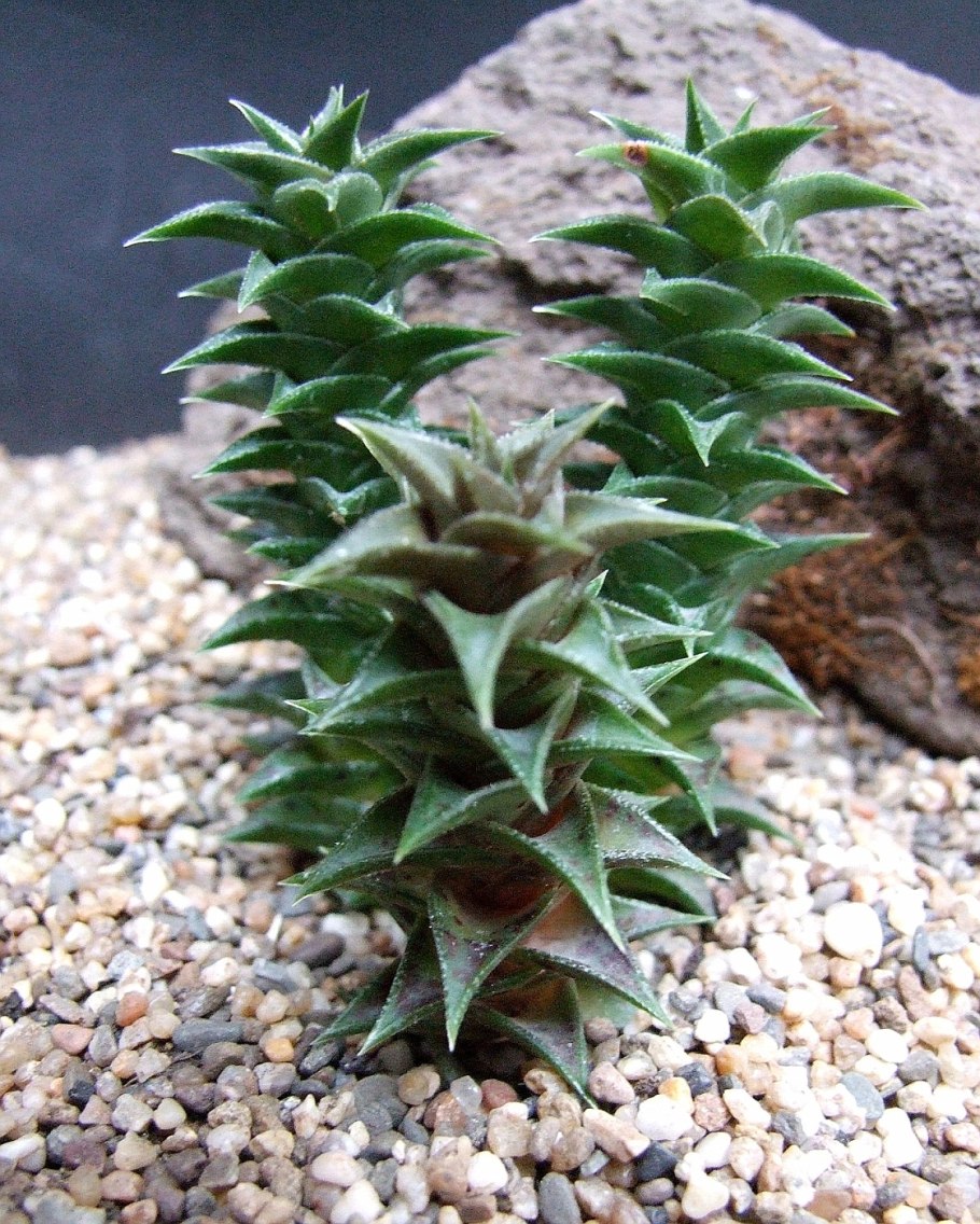 Astroloba bullulata