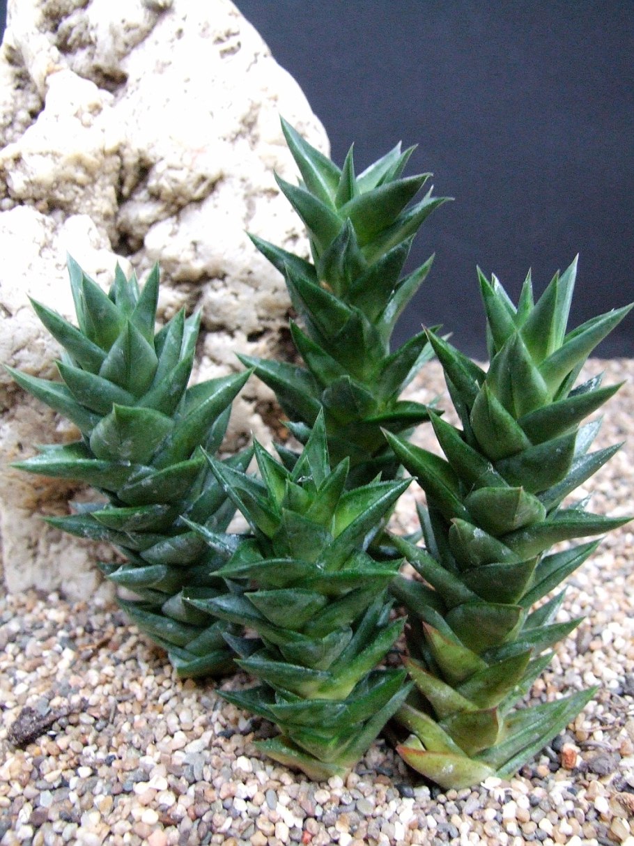 Астролоба суккулент