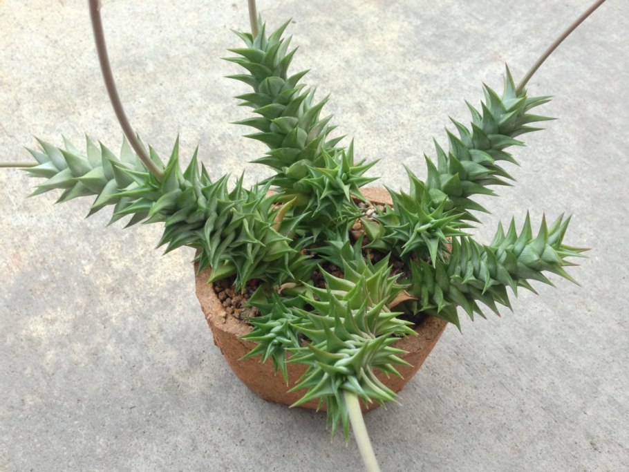 Суккулент Astroloba