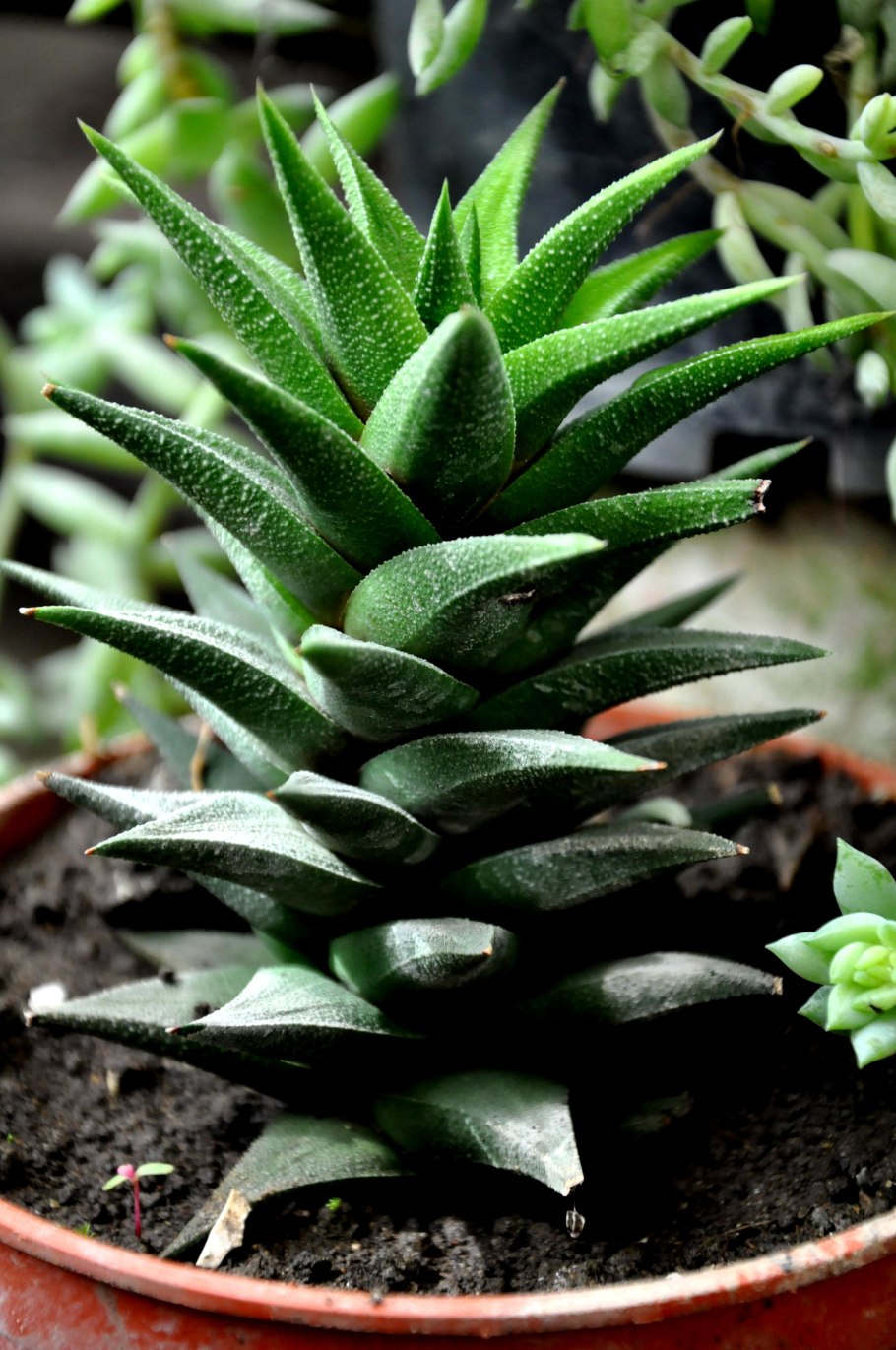 Corrugata растения