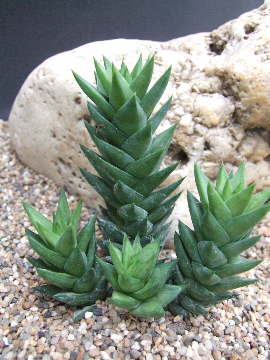 Astroloba bicarinatum