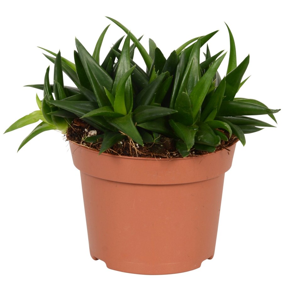 Антониус цветок