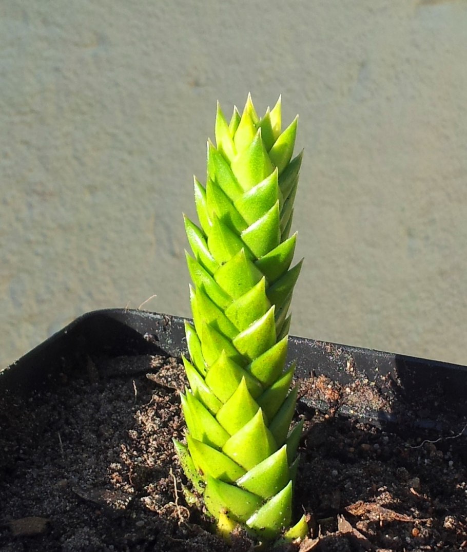 Astroloba rubriflora