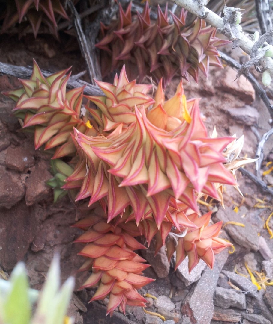 Астролоба Рубрифлора