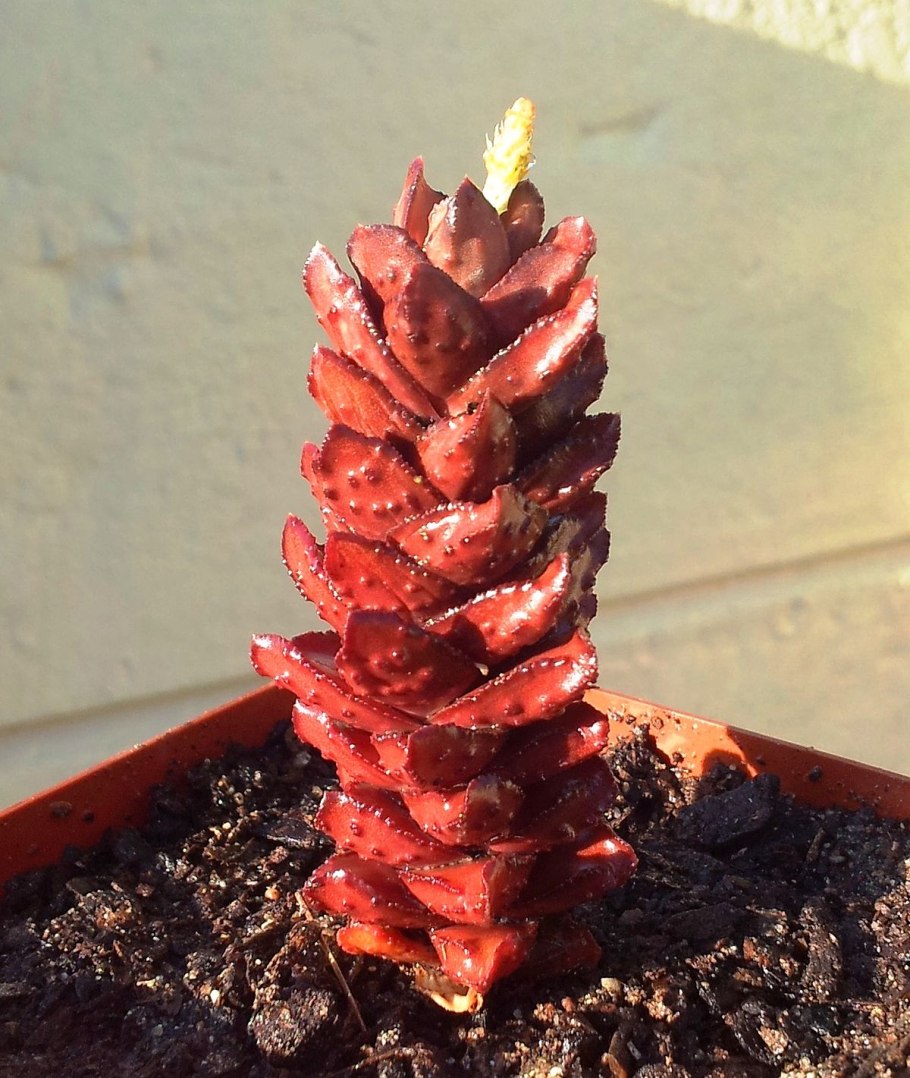 Суккулент хавортия Гастерия