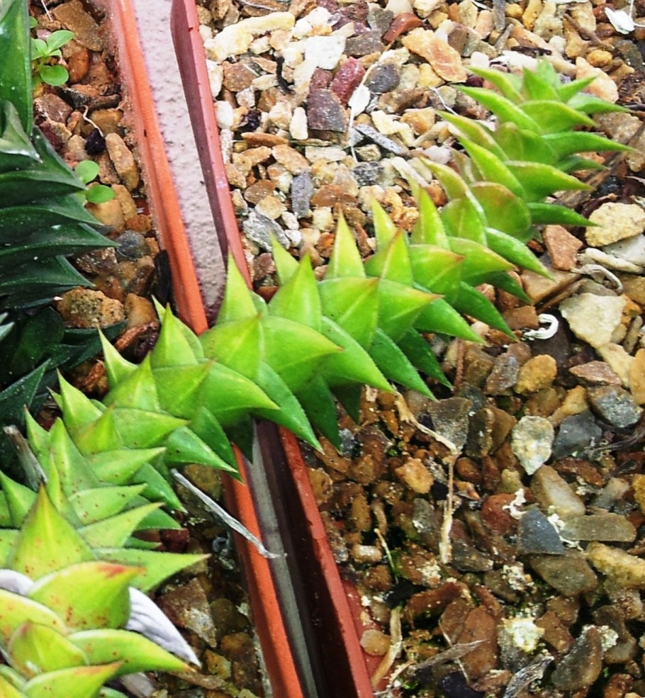 Astroloba хавортия