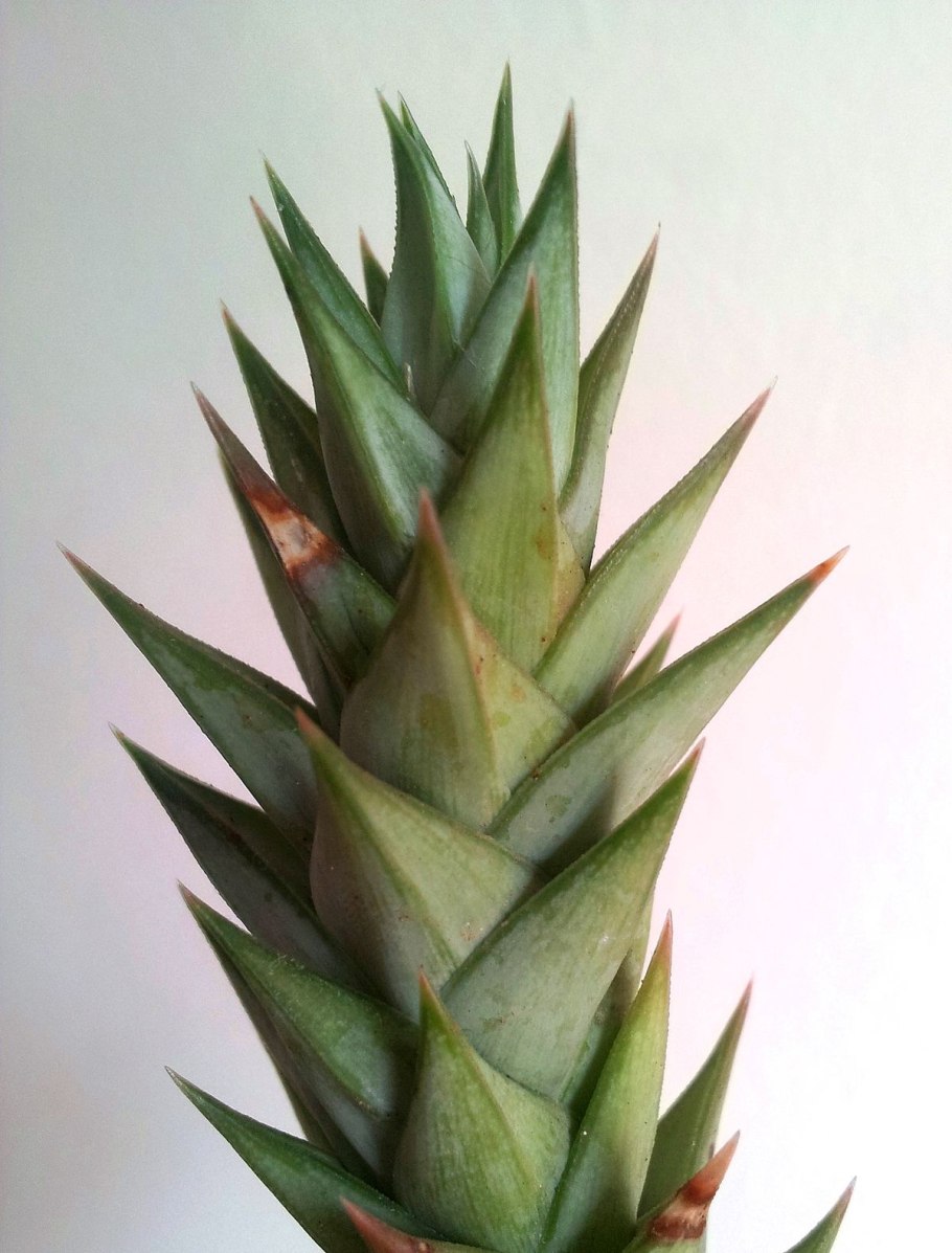 Astroloba + Haworthia