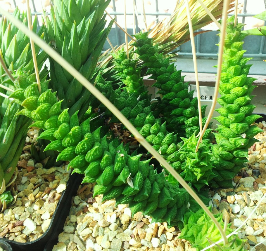 Astroloba хавортия