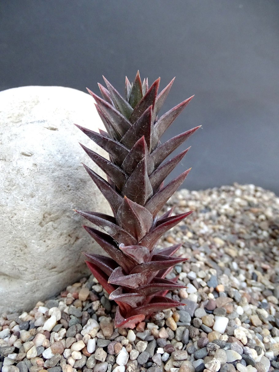 Суккулент Astroloba