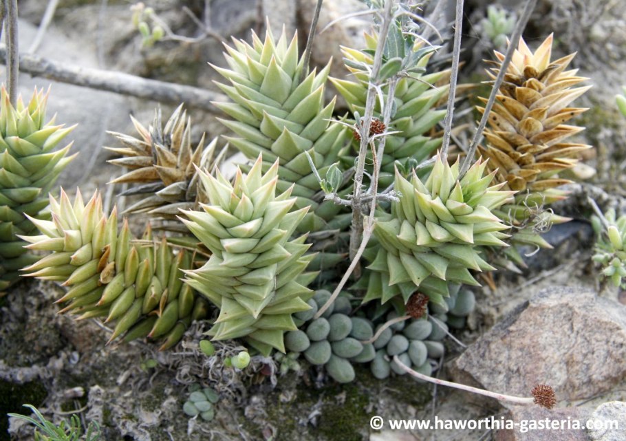 Astroloba хавортия