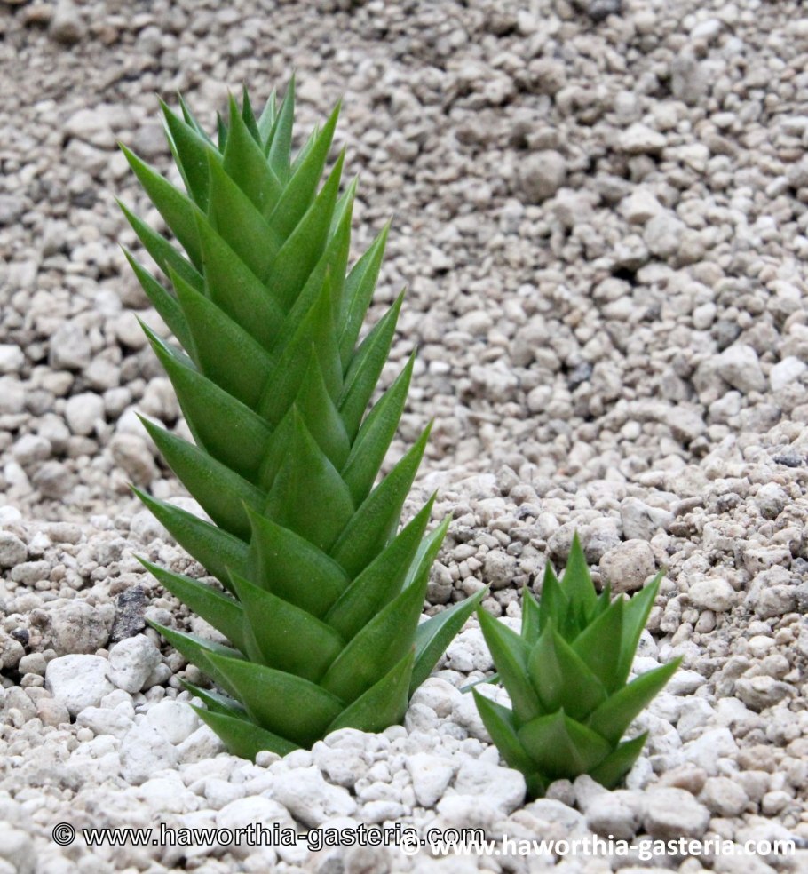 Хавортия крокодил