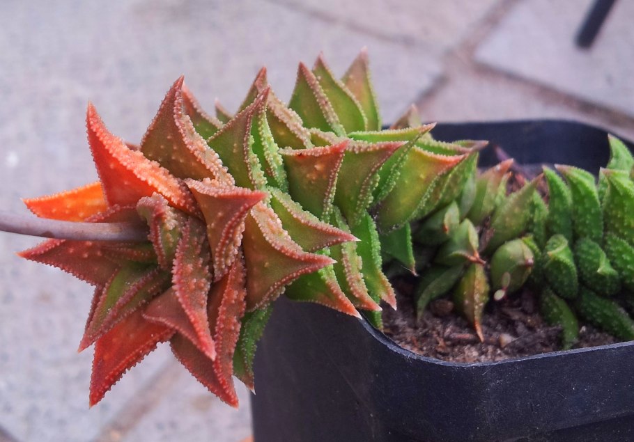 Astroloba хавортия