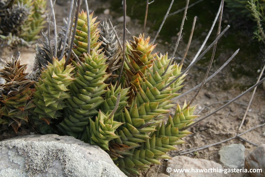 Астролоба конгеста