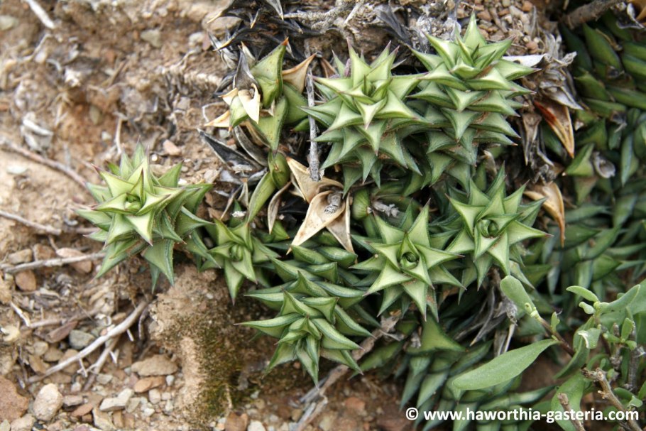 Астролоба Рубрифлора