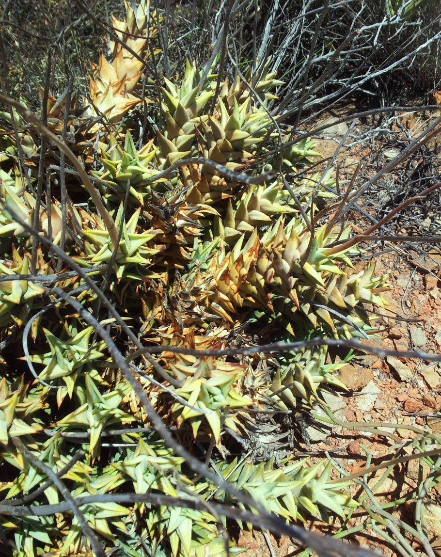 Алоэ Астролоба