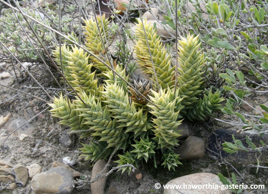 Алоэ Астролоба