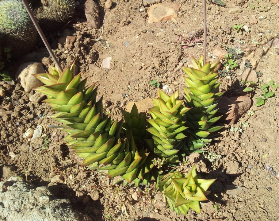 Алоэ Спиралис