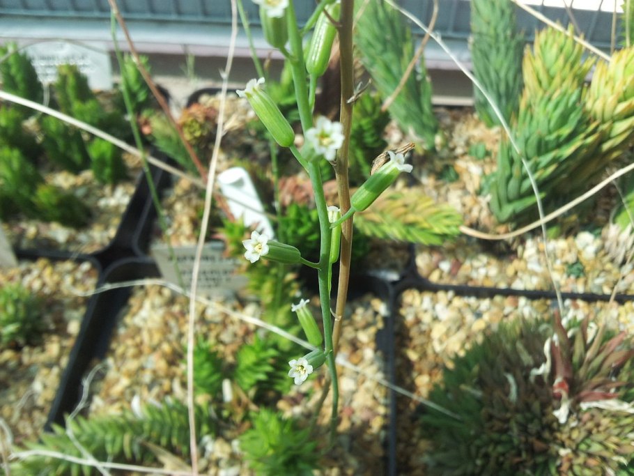 Алоэ Вера аристата