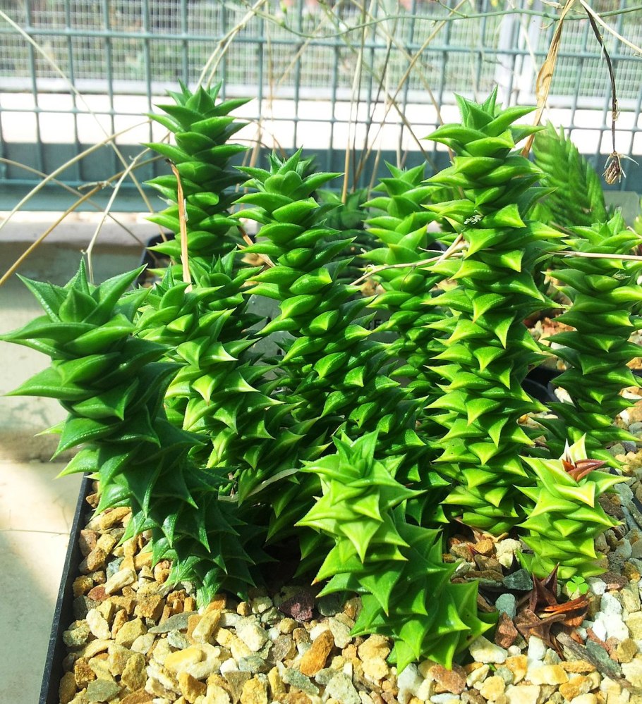 Астролоба закрученная