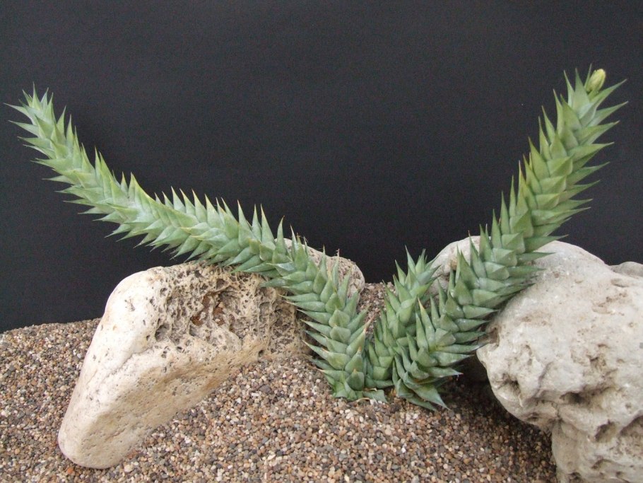 Astroloba хавортия