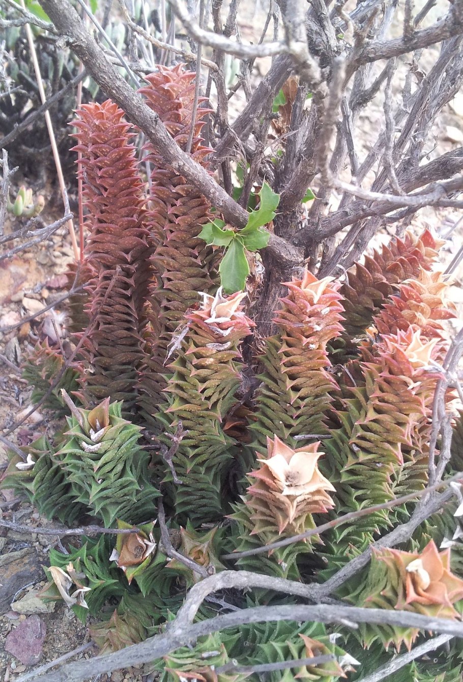 Astroloba rubriflora