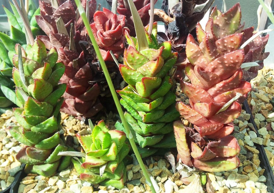 Астролоба растение цветение уход